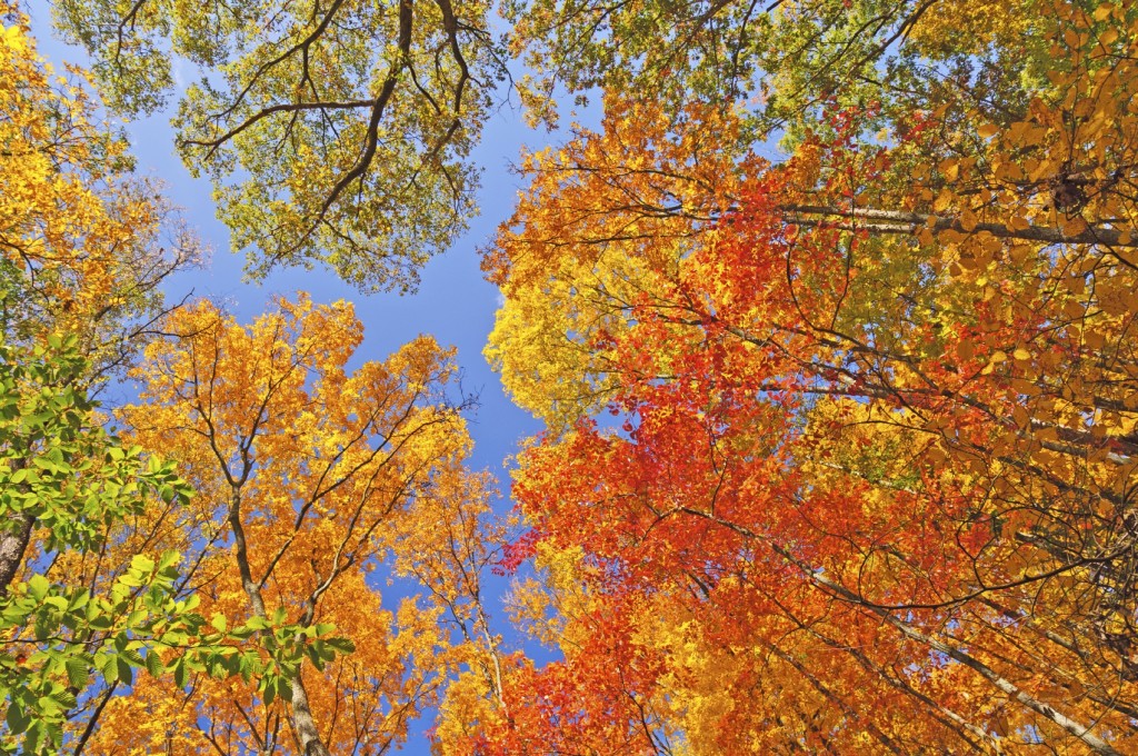 Falls Colors in Brown County State Park in Indiana